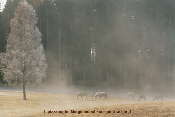 Forstgut4
