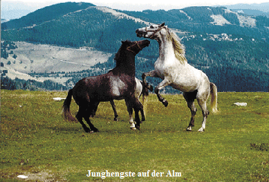Junghengste
