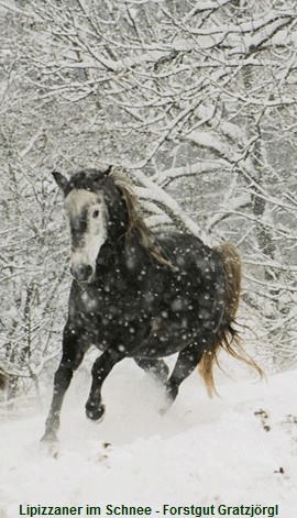 Pferd-im-Schnee
