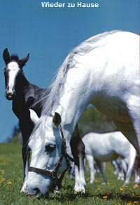 lipizzaner_fohlen